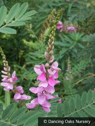 Image result for Indigofera