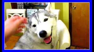 We did not find results for: Memphis Husky Gets Stuck Snow Dog Short 49 Youtube