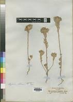 Image result for Crotalaria cephalotes