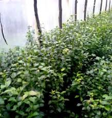 Vind butasi de catina crescuti fara stimulent germinativ de doi sau trei anidin soiul catina ; Vand Puieti De Afin De Cultura Pentru Plantatii Stiriagricole Ro