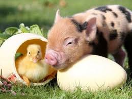 This Piggy And Duckling Are Creating An Adorable Easter Scene Pet Pigs Cute Pigs Baby Pigs