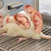 Rats tend to be cautious and will stay closer to their nests or dens than mice will. 1