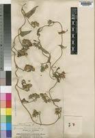 Image result for Ipomoea tenuirostris