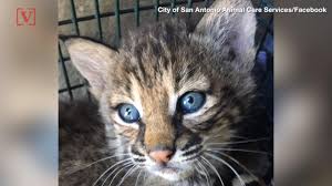 Файлы с тэгом «bobcat attacks» ↓. Woman Bloodied In Bobcat Attack Fights It With Her Bare Hands Before Help Arrives 13wmaz Com