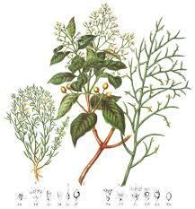 Image result for Santalaceae