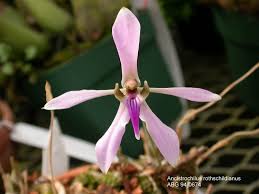 Image result for Ancistrochilus rothschildianus