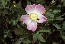 Image result for Rosaceae