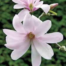 All of our flower bulbs and garden plants come from reliable, expert growers, and we guarantee that everything we supply will grow and flower. Gorgeous Frilly Flowers This Great Magnolia S Flowers Are Comprised Of Lots Of Narrow Cascading Petals Of The Softest Pink That Q Shrubs Plants Magnolia Trees
