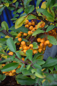 Image result for Pyracantha coccinea soleil d'or