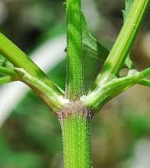 Image result for Polystachya leonardiana