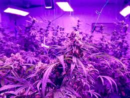 Full Spectrum Light Give Your Plants What They Need And Save Money