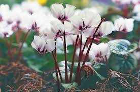 Top 10 Winter Bloomers For Your Flower Garden Birds And Blooms