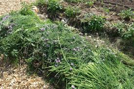 How to grow chives will show you the tips and techniques on how to grow this tasty herb that will add amazing value to any kitchen. Tips For Growing Chives Letting Them Bloom Sara S Kitchen Garden