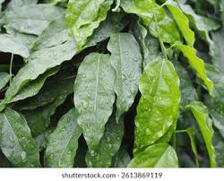 Image result for Tiliacora