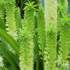 Image result for Eucomis