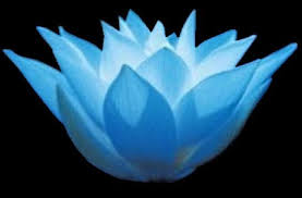 Lotus Flowers Wallpaper Blue Lotus Flowers Blue Lotus Flower Blue Lotus Tattoo Blue Lotus