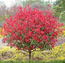 Common flowering quince 'toyo nishiki' bonsai / бонсай айва. Bonsai Toyo Nishiki Flowering Quince 10 Unrooted Cuttings Specimen Hedge Bushes Shrubs Home Garden Maadesfahan Ir
