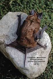 Image result for Perotis