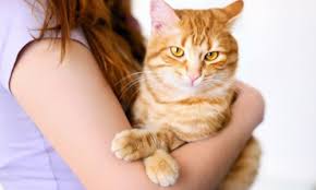 Toxoplasma Nedir Cizmeli Kedi Veteriner Klinigi