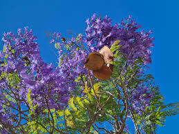 Seed pods are valued in dried flower arrangements. Jacaranda Seed Pods Free Stock Photo Public Domain Pictures