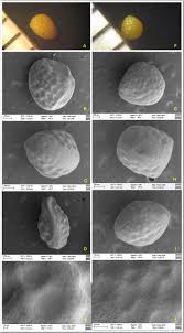 Image result for Indigofera sp.nov. aff. I chimanimaniensis