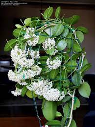 Pin On Hanging Houseplants