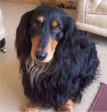 Two of our sires are second generation english cream dachshunds. Dachshund Puppies Breeders Dachshunds Dachshund Breed Long Haired Dachshund Dachshund