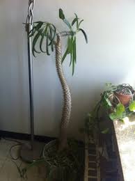 Check spelling or type a new query. Madagascar Palm Pachypodium Lamerei