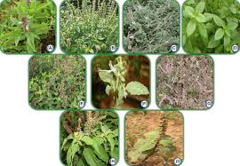 Image result for Ocimum