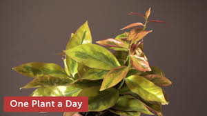 Image result for Pereskia aculeata