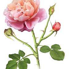 Find the perfect white rose botanical illustration stock vector image. Amy Whiteman Botanical Illustration