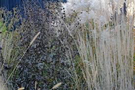 Image result for Ottelia kunenensis