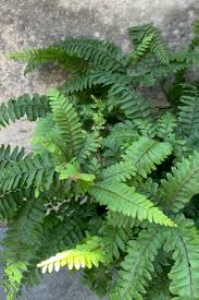 Image result for Adiantum hispidulum