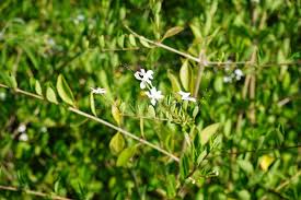 Image result for Volkameria