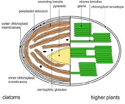 Moreover, it is a vital component of the chloroplast structure. Schematic Overview Of Chloroplast And Thylakoid Structure In Diatoms Download Scientific Diagram