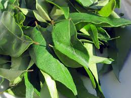 Maybe you would like to learn more about one of these? Kitchen Window Fresh Curry Leaves Add A Touch Of India Npr