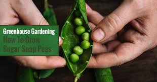 You will need to add a wire tomato cage . Greenhouse Gardening How To Grow Sugar Snap Peas Greenhouse Emporium
