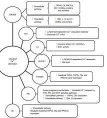 Calcium Bioavailability And How Much To Take