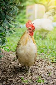 The best benefit of feeding weeds to chickens is to give them a huge boost in health. Feed Chickens Naturally For Free With Perennial Weeds