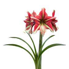 Amazon Com Amaryllis Cherry Crush Huge Red Green Blooms 1 Large Amaryllis Flower Bulb For Planting 26 28 Cm Bulb Outstanding Indoor Blooms Ships From Easy To