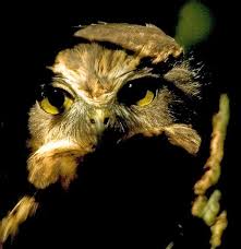 Bird That Sounds Like An Owl The Ruru One Of New Zealand S Native Owls It S Call Sounds Like More Pork Years Ago I Saw A White Bird Watching Animals Beautiful Spotted Owl