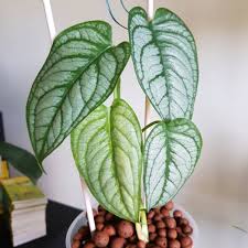 Artemis and an elite unit of soldiers to a strange world where powerful monsters rule with deadly ferocity. Monstera Siltepecana Monstera Siltepecana Uploaded By Lisacollection