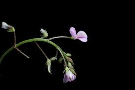 Image result for Grona adscendens