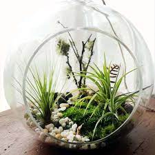 Nice 40 Air Plant Terrarium Kit And Stained Glass Ideas Https Gardenmagz Com 40 Air Plant Terrarium Kit And Stained Gl Air Plant Terrarium Air Plants Plants