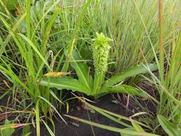Image result for Eucomis autumnalis