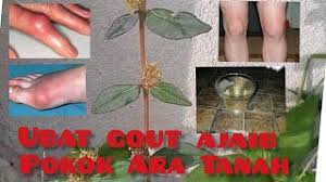 Tak tahulah kalau ada yang cuba buang anak di sini. Susu Nabi Ubat Gout Khasiat Sumpah Y Cute766