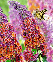 Buddlea Tricolor A New Member At My Butterfly Garden Flower Pictures Buddleja Davidii Flower Power
