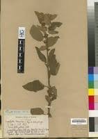 Image result for Triumfetta tomentosa