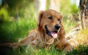 Golden Retriever Dog Hd Desktop Wallpaper High Definition Golden Retriever Wallpaper Golden Retriever Dogs Golden Retriever