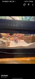 My wife and I recently lost our bearded dragon. He lived a long happy life  but we don't want to get another one. We have two massive colonies of bugs.  One dubia